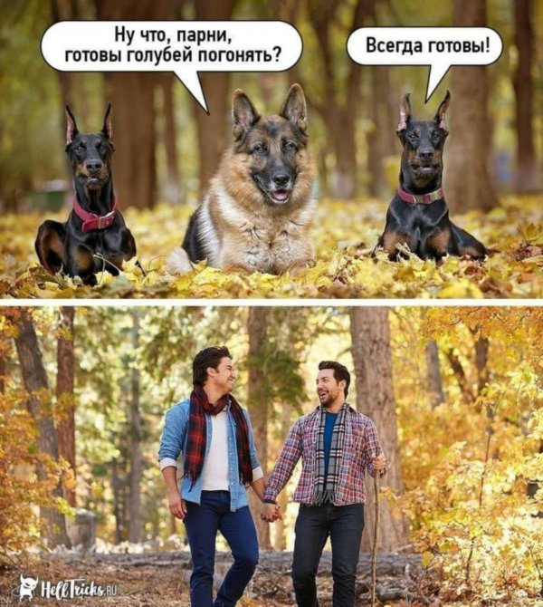 немецкая овчарка