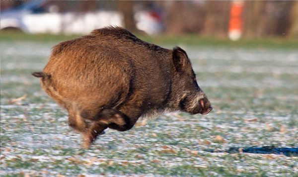 прыгает кабанчик