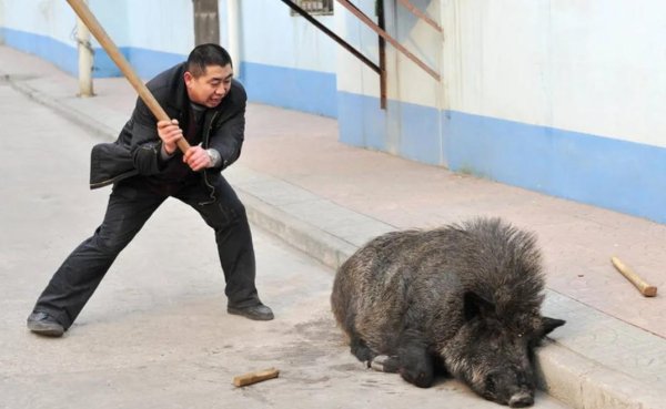 нападение кабана на человека