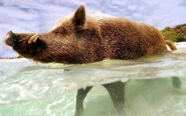 водоплавающие свиньи багамы