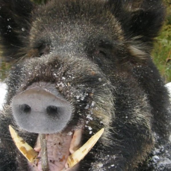 вепрь секач