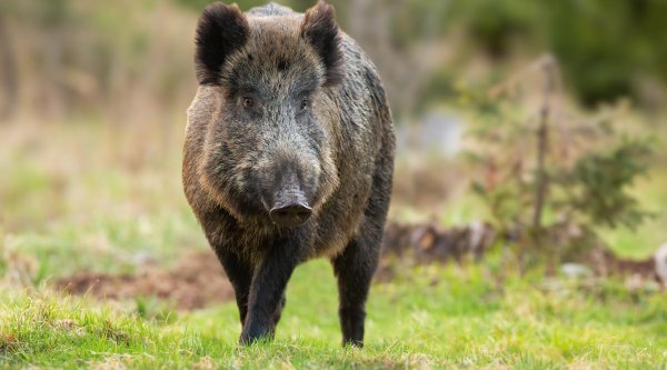 дикие кабаны