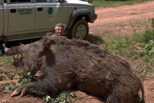 самый большой дикий кабан секач