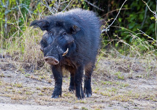 секач бородавочник