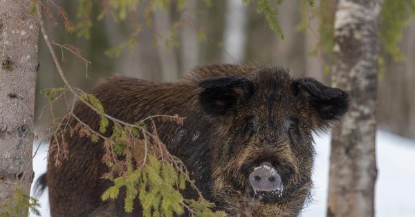 животное вепрь