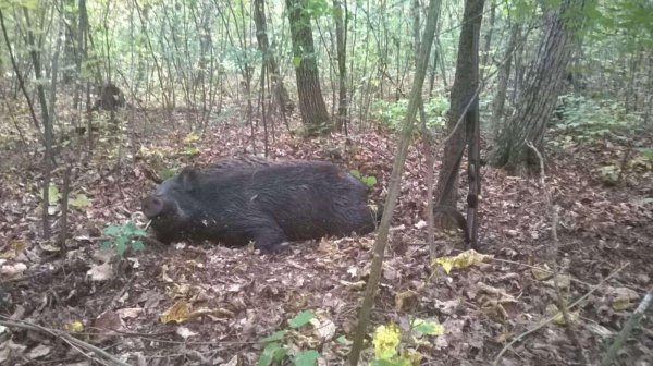 убитый кабан