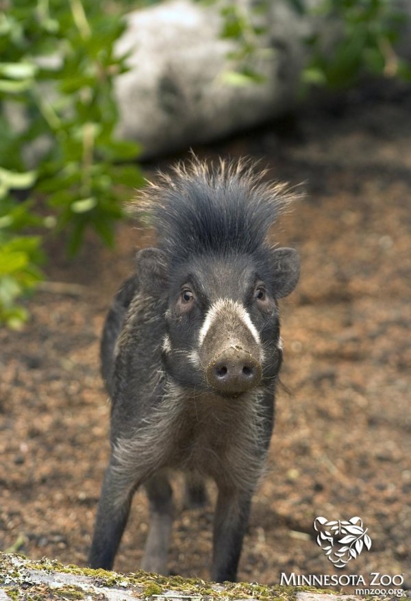 животные странные