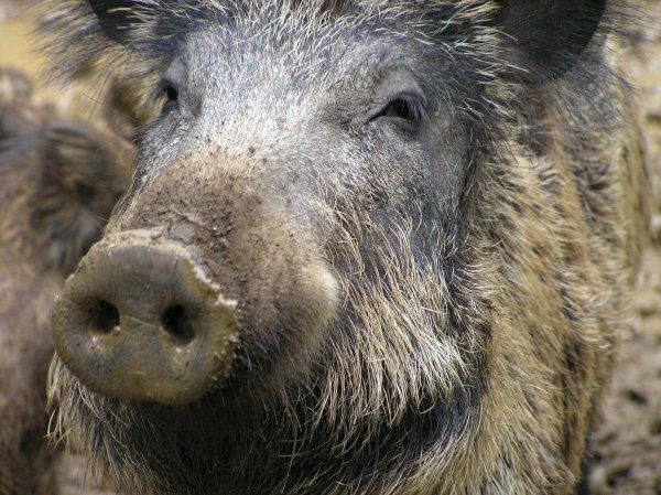 кабан геншин