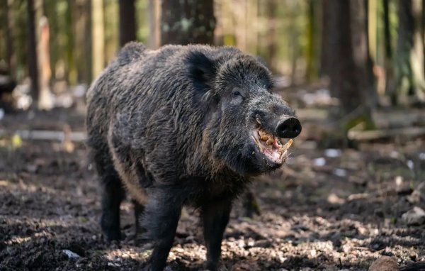 дикие свиньи