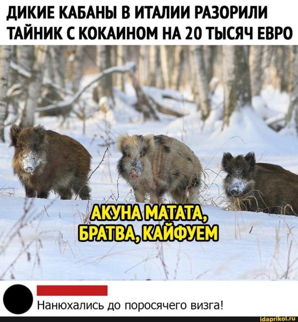 дикие кабаны