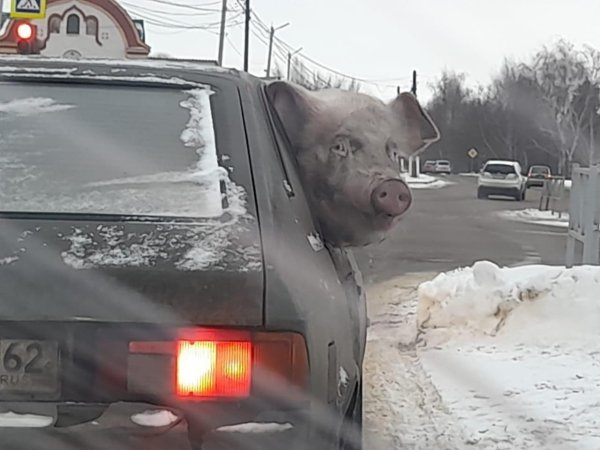 машина поросенок