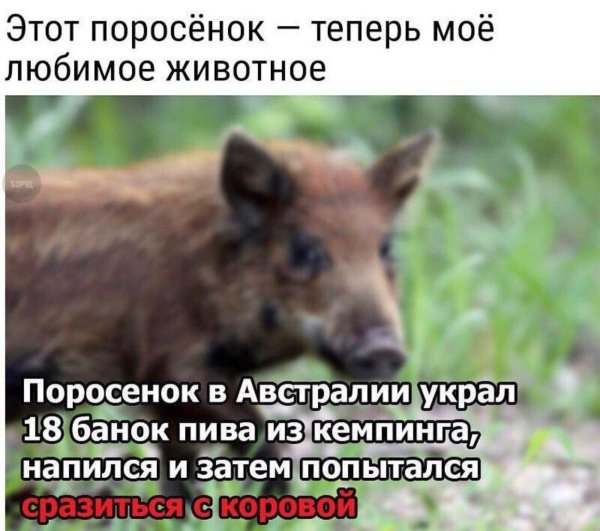 мое тотемное животное