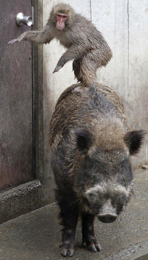 кабанчик смешной