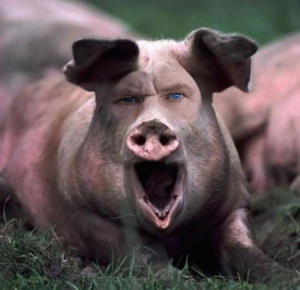 свиньи смешные