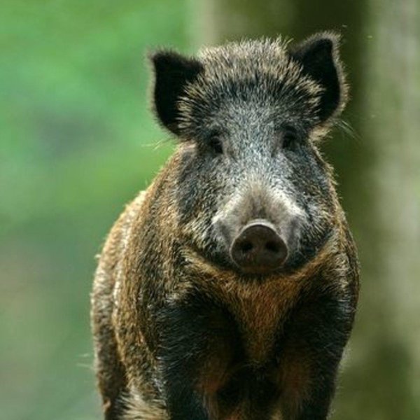 тростниковый кабанчик