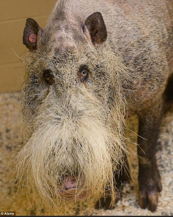 волосатая свинья