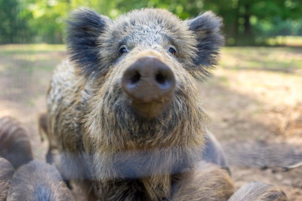 маленький лесной кабанчик