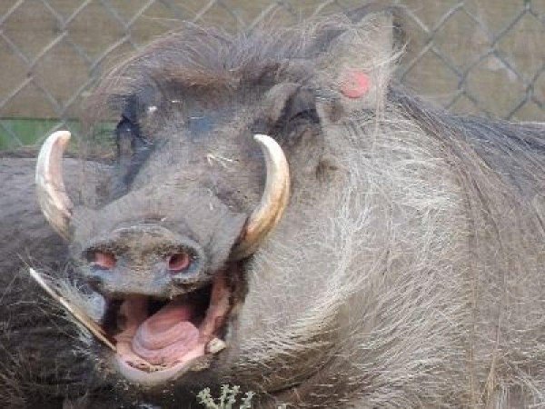 обыкновенный бородавочник