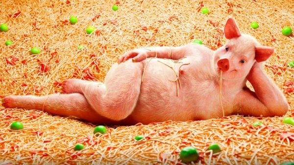 свинья худая