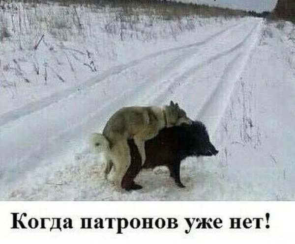 охотничие собаки