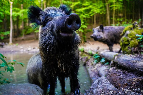 кабанчик геншин