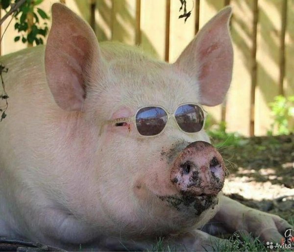 свиньи смешные