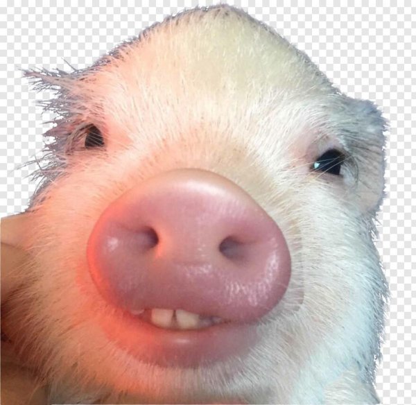 стикеры телеграм порося