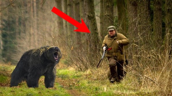 медведи гризли