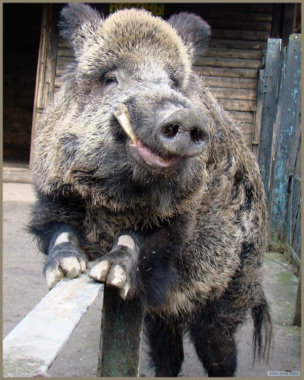 дикие кабаны