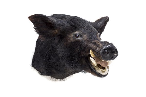 чучело кабаньей головы