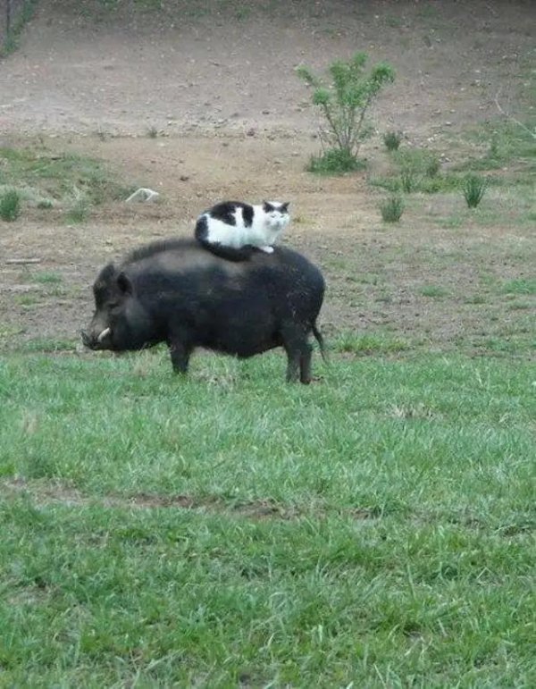 спосеба кобан