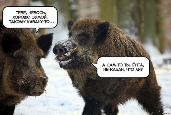 вепрь секач