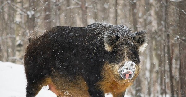 кабан кабаныч