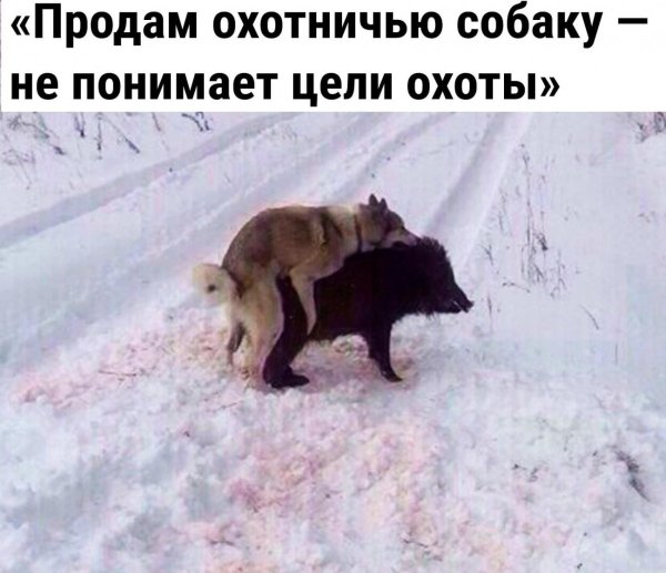 собака не понимает суть охоты