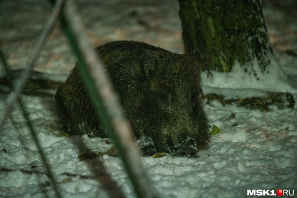 дикие кабаны