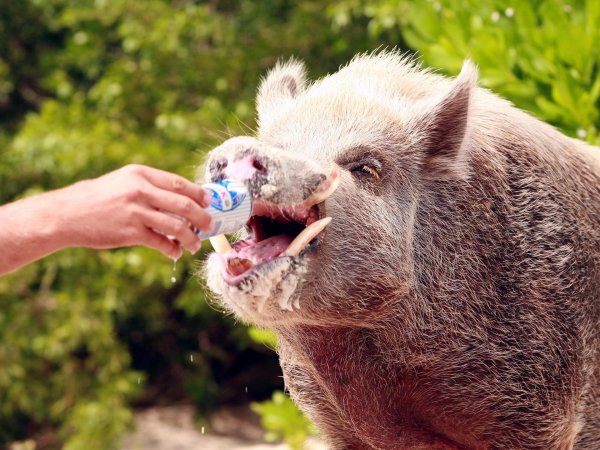 кабанчик смешной