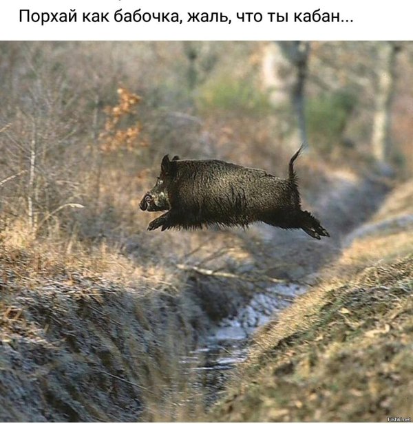 бегает по полю весело кабанчик