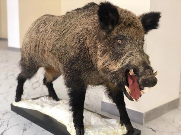 чучело кабана