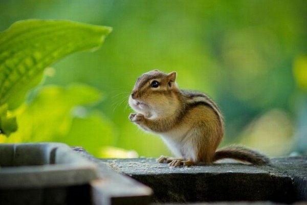 теодор бурундук