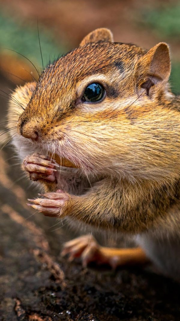 малый бурундук tamias minimus