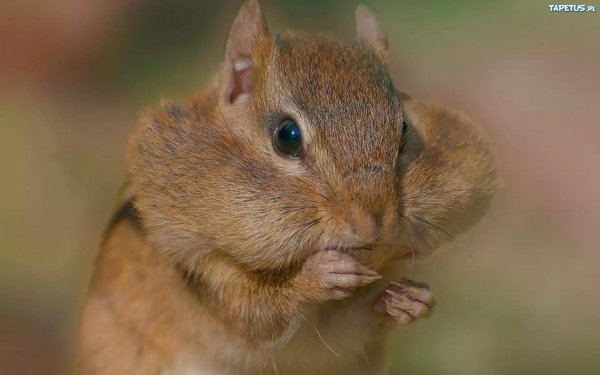 длинноухий бурундук