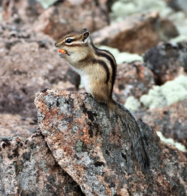 алханай бурундуки