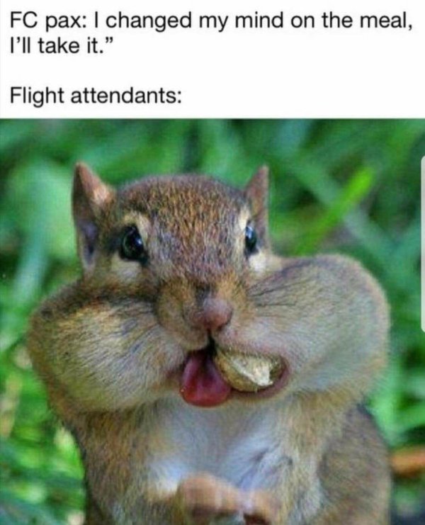 белка с орехами за щеками