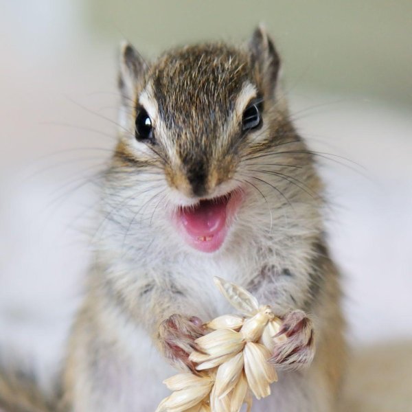 белый бурундук