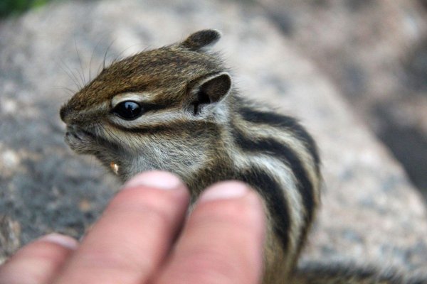 алханай бурундуки