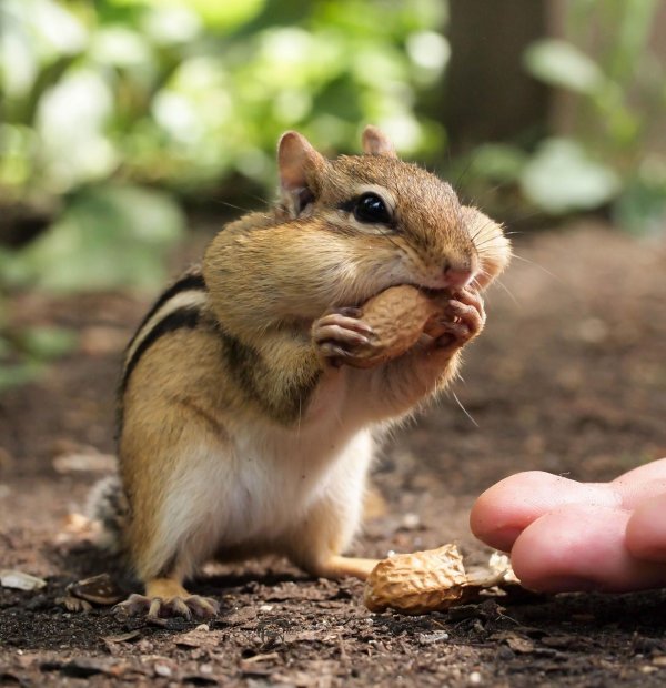 милые бурундуки