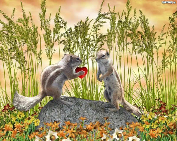 доброе утро суслик