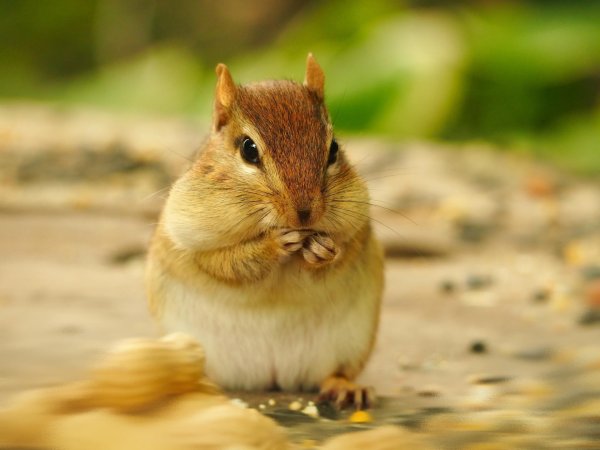 бурундук смешной