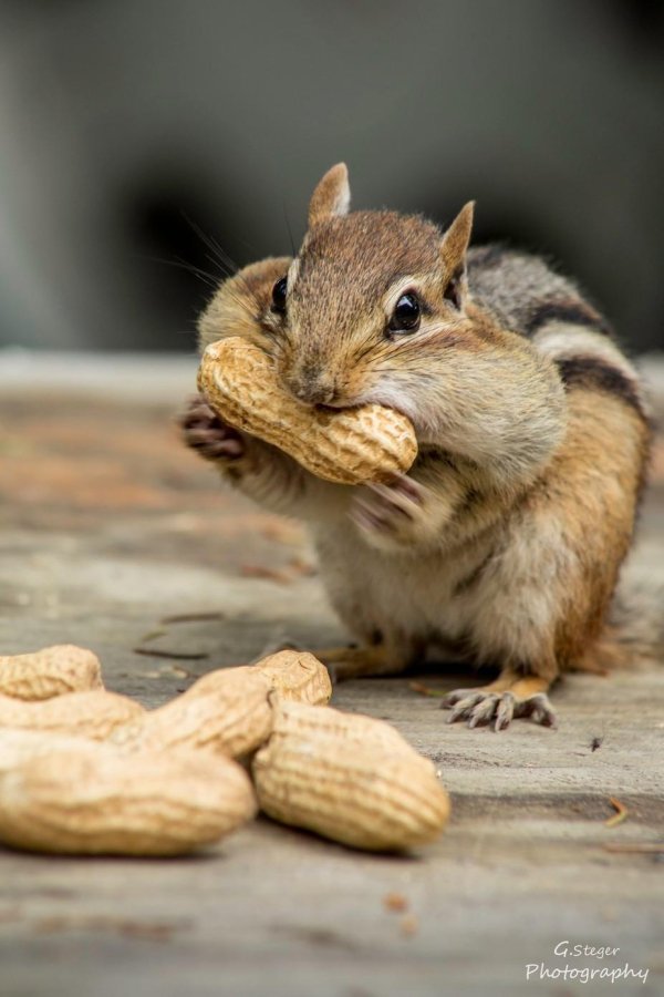 бурундук домашний