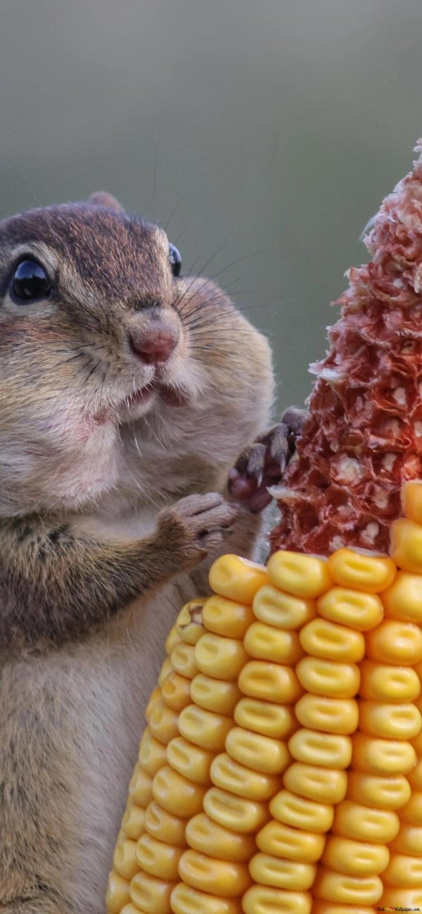 cмешные животные